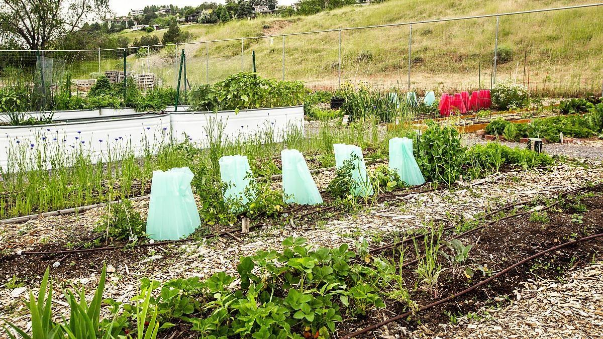 How To Cover Your Plants